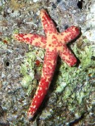 Starfish #3 also taken at Ras Caty with E300. by Nikki Van Veelen 